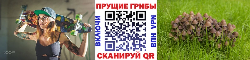 Галлюциногенные грибы Psilocybine cubensis  Мурманск 