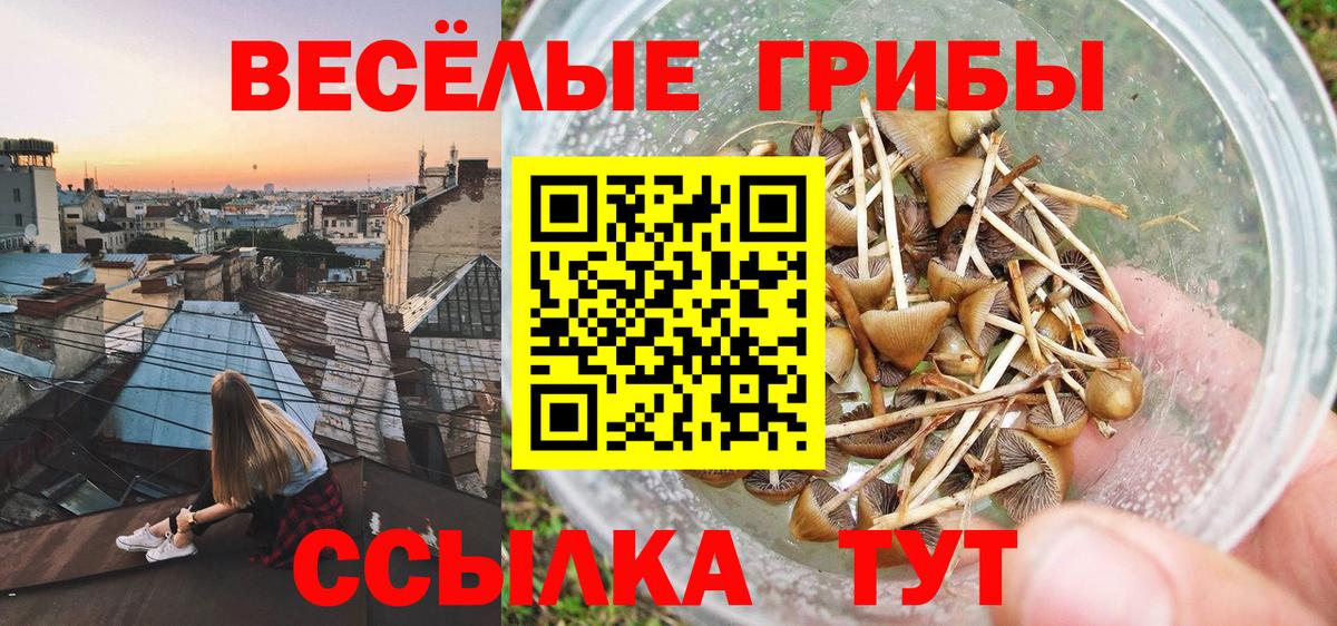 Псилоцибиновые грибы Psilocybine cubensis Мурманск